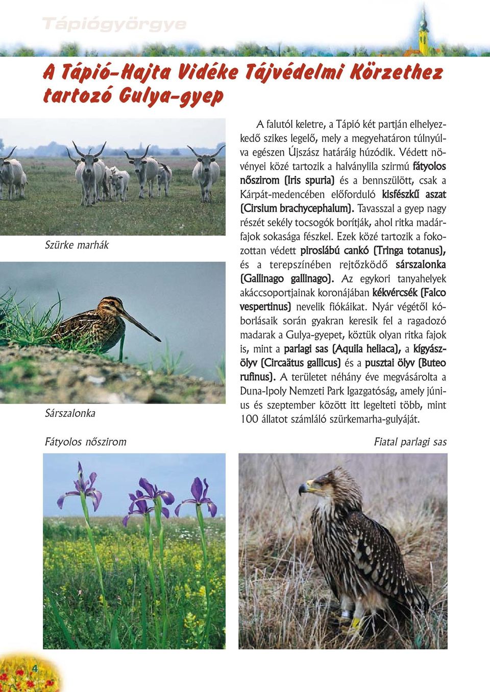 Védett növényei közé tartozik a halványlila szirmú fátyolos nôszirom (Iris spuria) és a bennszülött, csak a Kárpát-medencében elõforduló kisfészkû aszat (Cirsium brachycephalum).