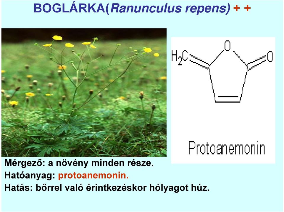 Hatóanyag: protoanemonin.