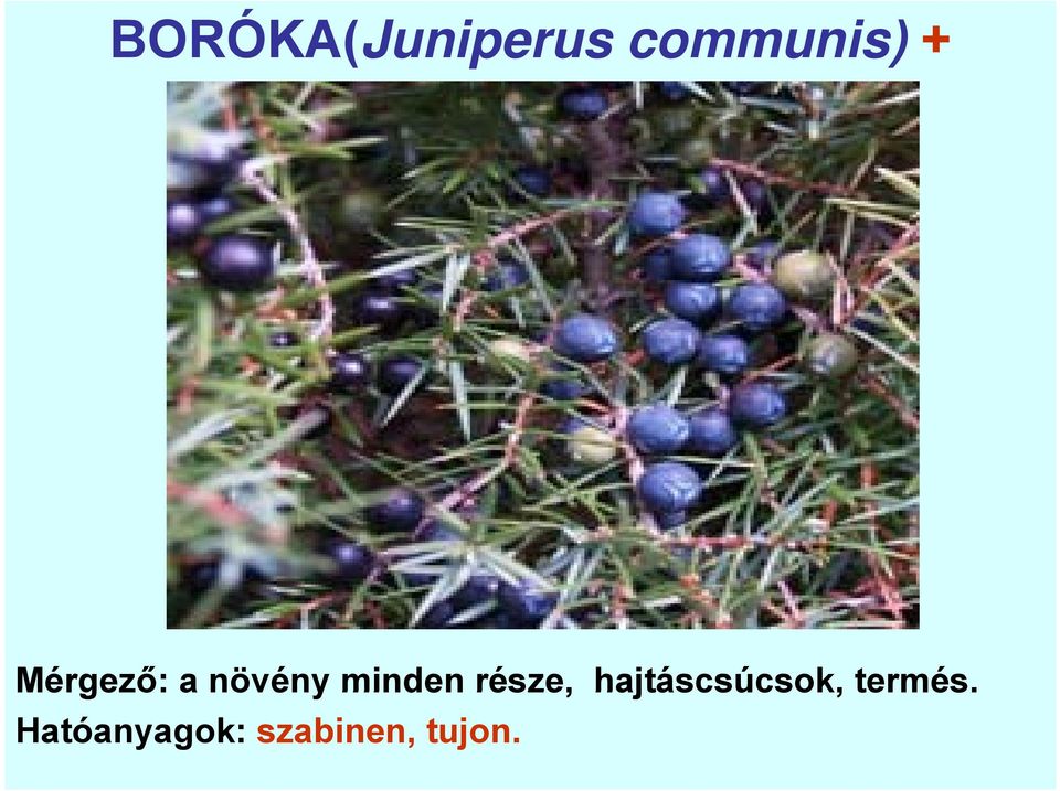 része, hajtáscsúcsok, termés.