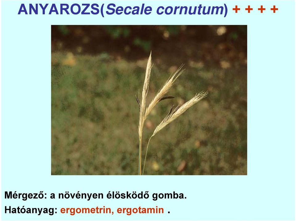 Mérgező: a növényen élösködő