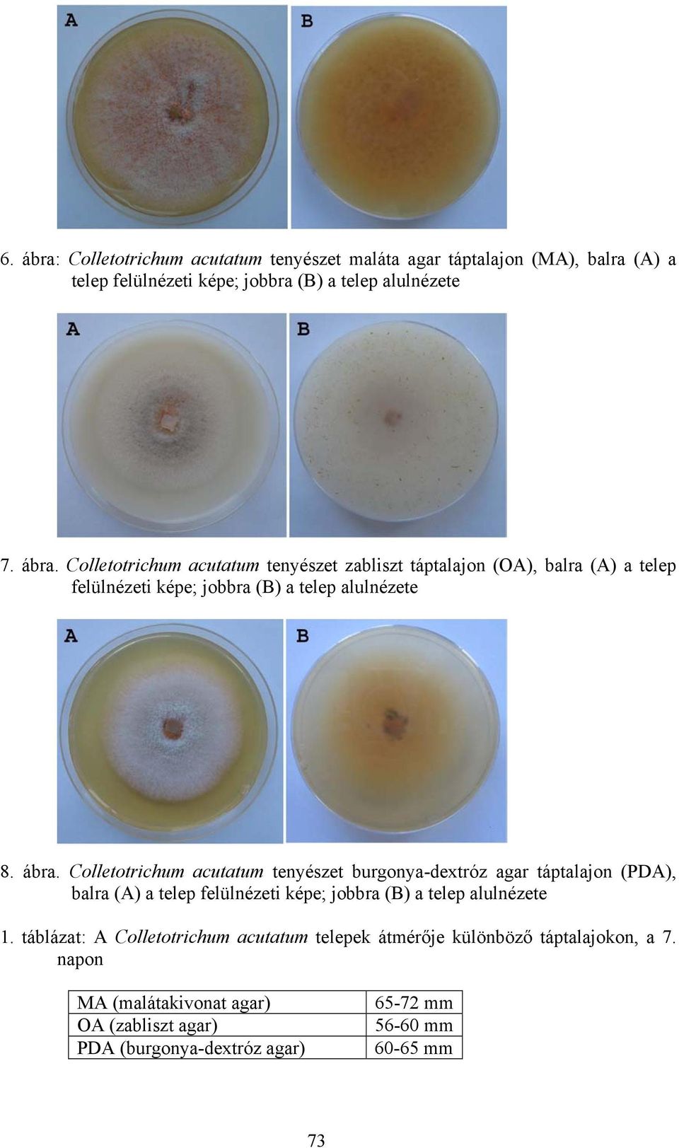 táblázat: A Colletotrichum acutatum telepek átmérője különböző táptalajokon, a 7.