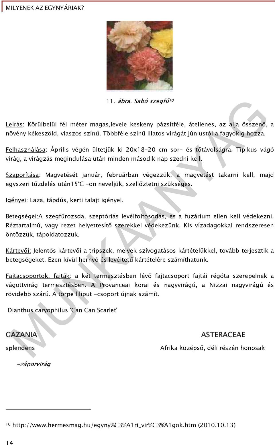 Tipikus vágó virág, a virágzás megindulása után minden második nap szedni kell.