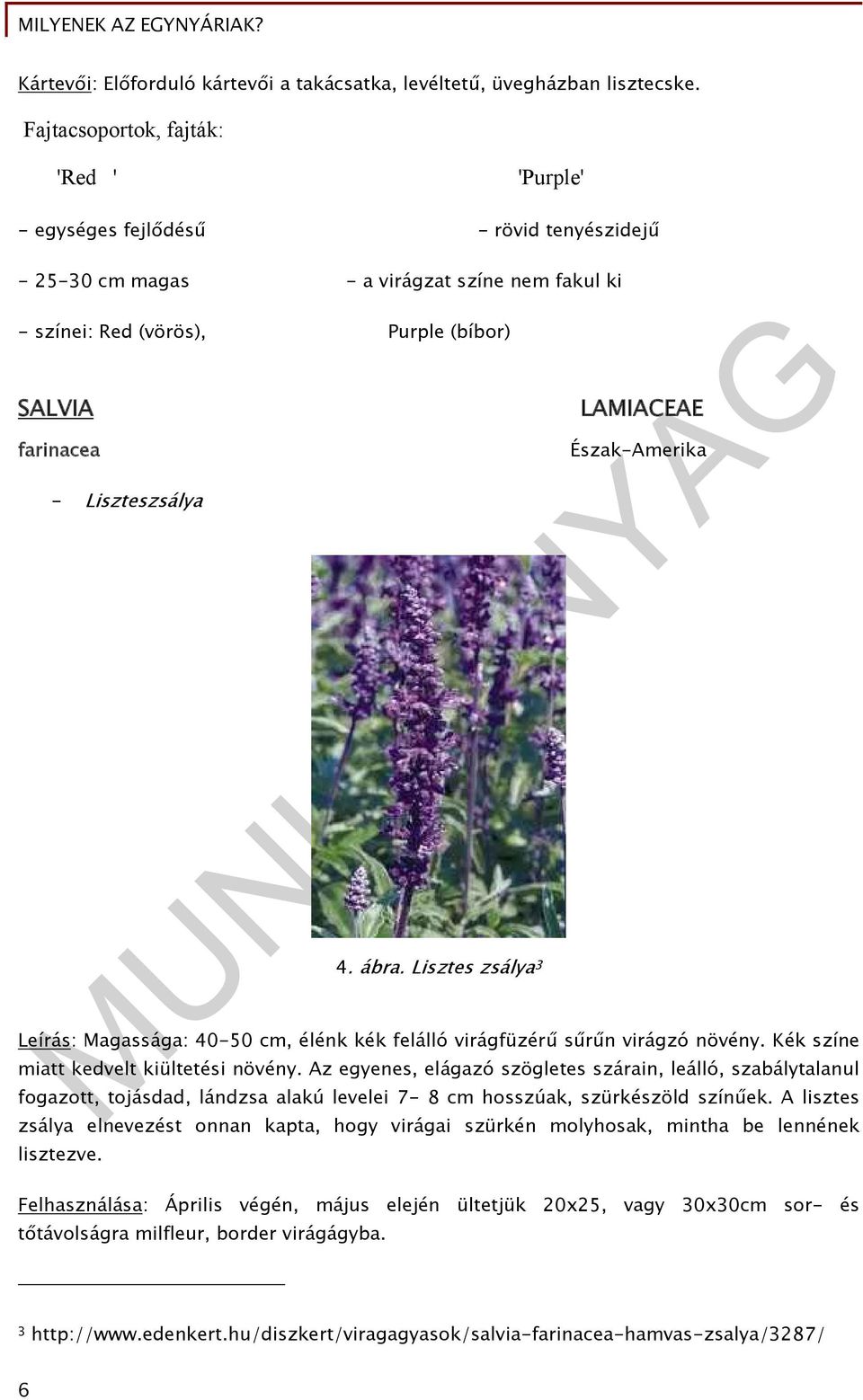 Liszteszsálya 4. ábra. Lisztes zsálya 3 LAMIACEAE Észak-Amerika Leírás: Magassága: 40-50 cm, élénk kék felálló virágfüzérű sűrűn virágzó növény. Kék színe miatt kedvelt kiültetési növény.
