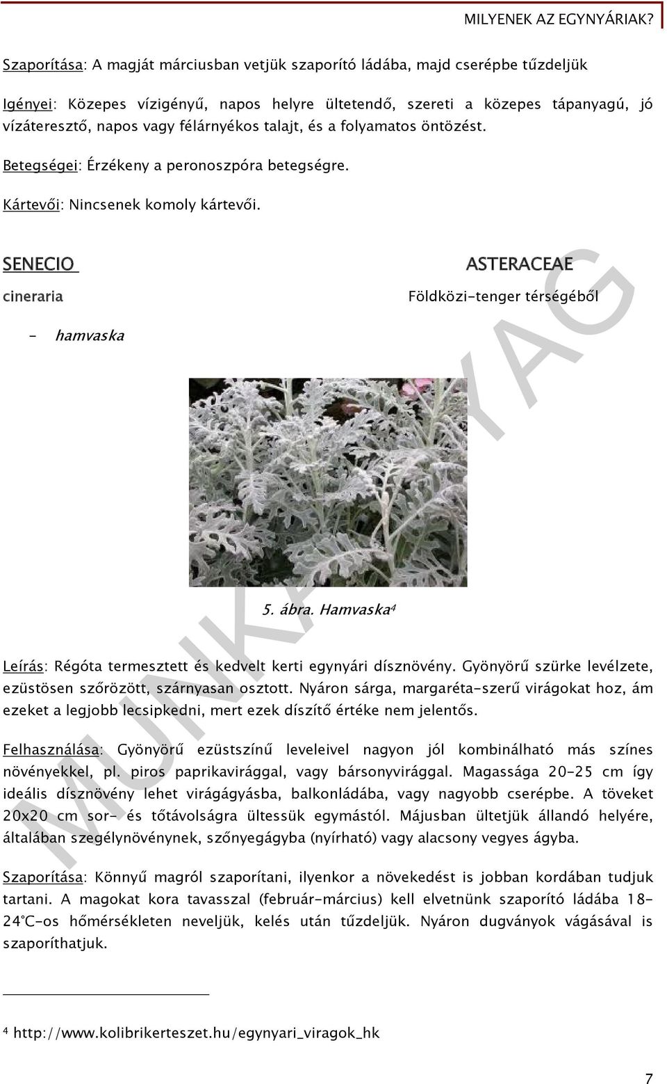 Hamvaska 4 ASTERACEAE Földközi-tenger térségéből Leírás: Régóta termesztett és kedvelt kerti egynyári dísznövény. Gyönyörű szürke levélzete, ezüstösen szőrözött, szárnyasan osztott.