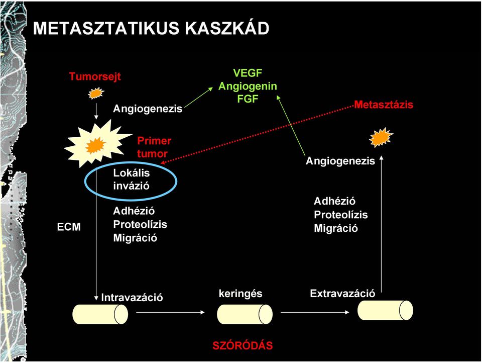 tumor Adhézió Proteolízis Migráció Angiogenezis Adhézió