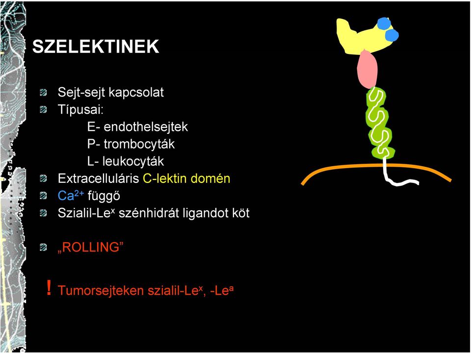 Extracelluláris C-lektin domén Ca 2+ függő