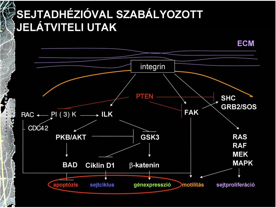 PKB/AKT BAD Ciklin D1 GSK3 β-katenin RAS RAF MEK MAPK