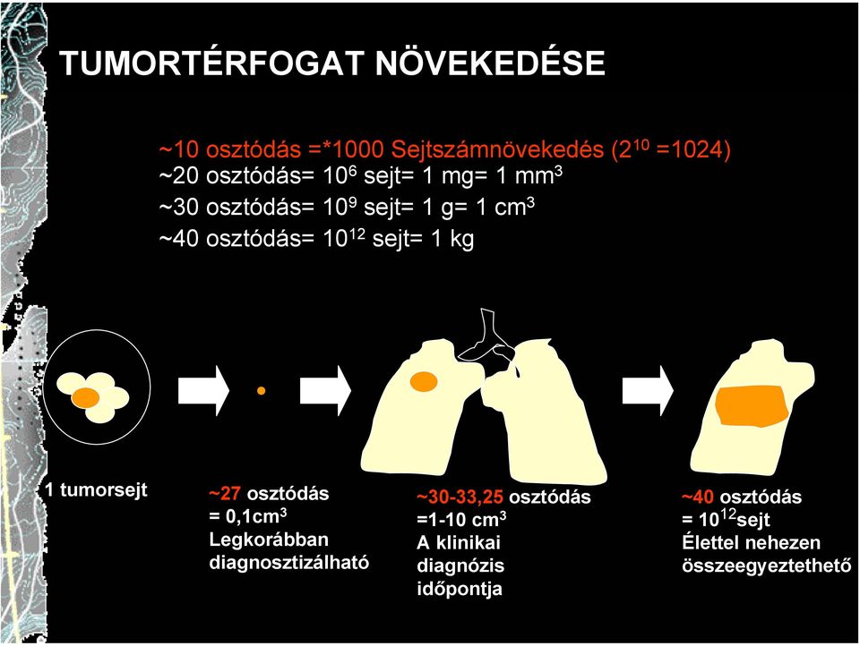 1 tumorsejt ~27 osztódás = 0,1cm 3 Legkorábban diagnosztizálható ~30-33,25 osztódás =1-10