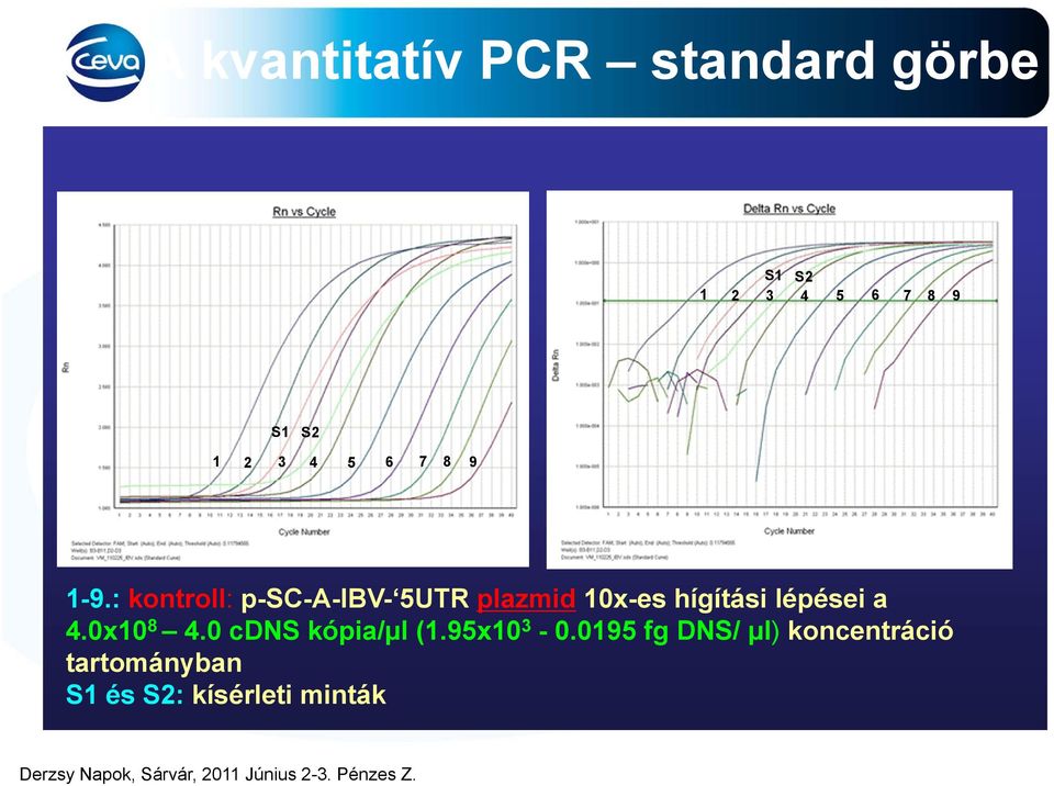 : kontroll: p-sc-a-ibv- 5UTR plazmid 10x-es hígítási lépései a