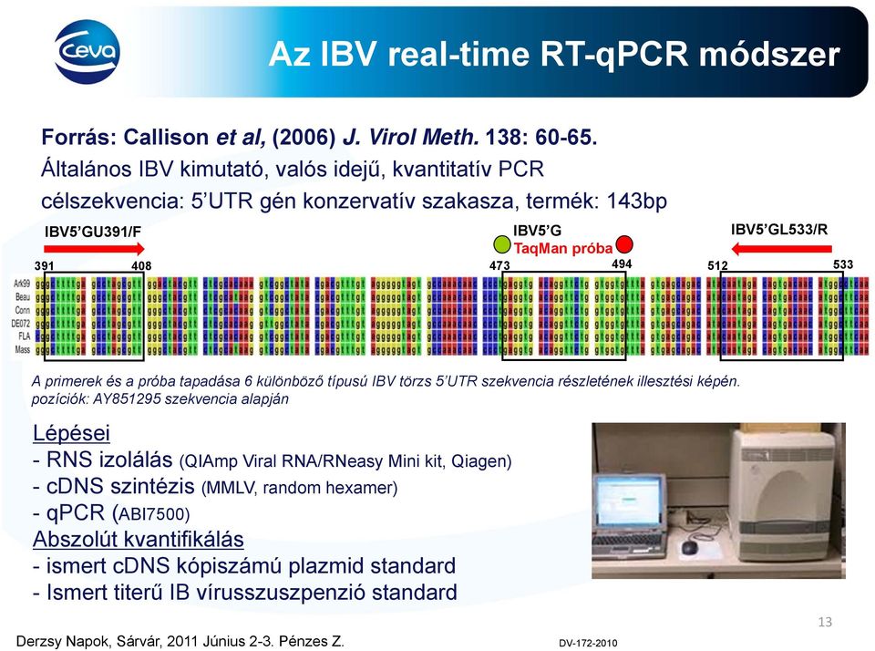 IBV5 GL533/R 512 533 A primerek és a próba tapadása 6 különböző típusú IBV törzs 5 UTR szekvencia részletének illesztési képén.