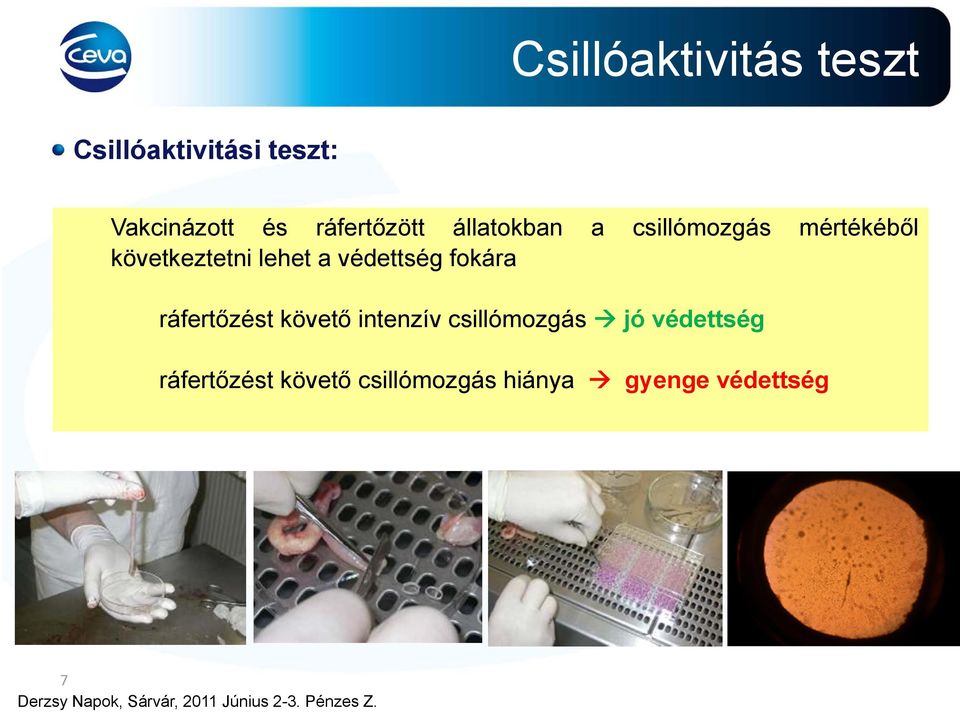 következtetni lehet a védettség fokára Az IBV károsítja a csillók szerkezetét és mozgását