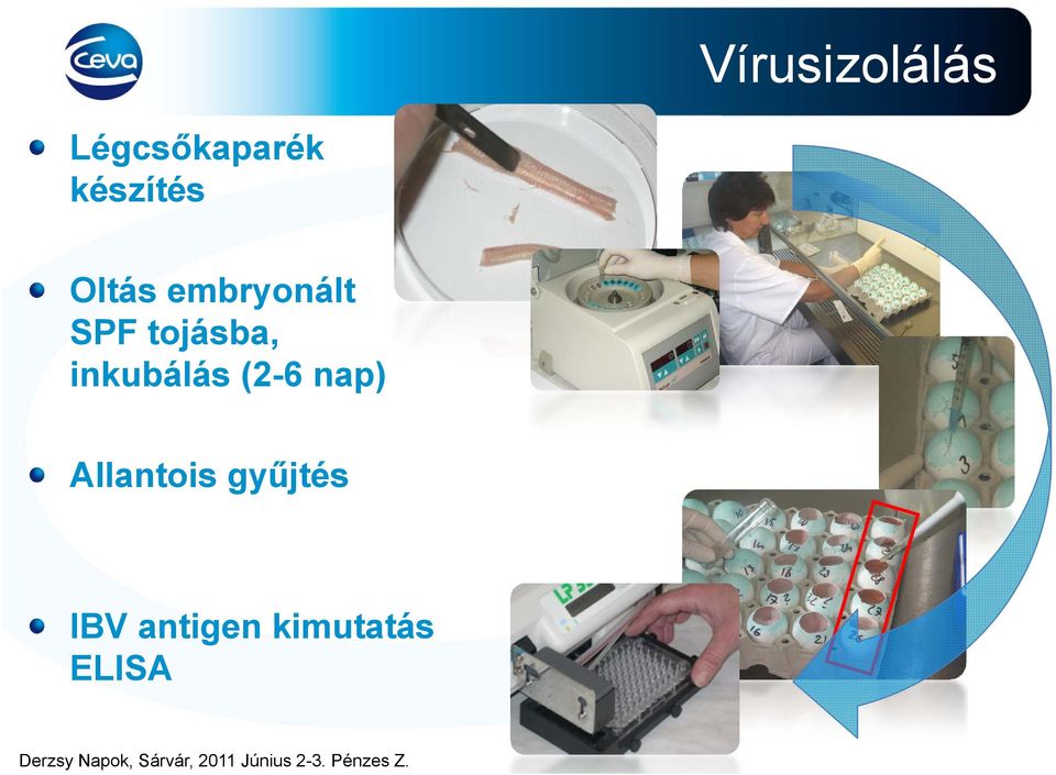 tojásba, inkubálás (2-6 nap)