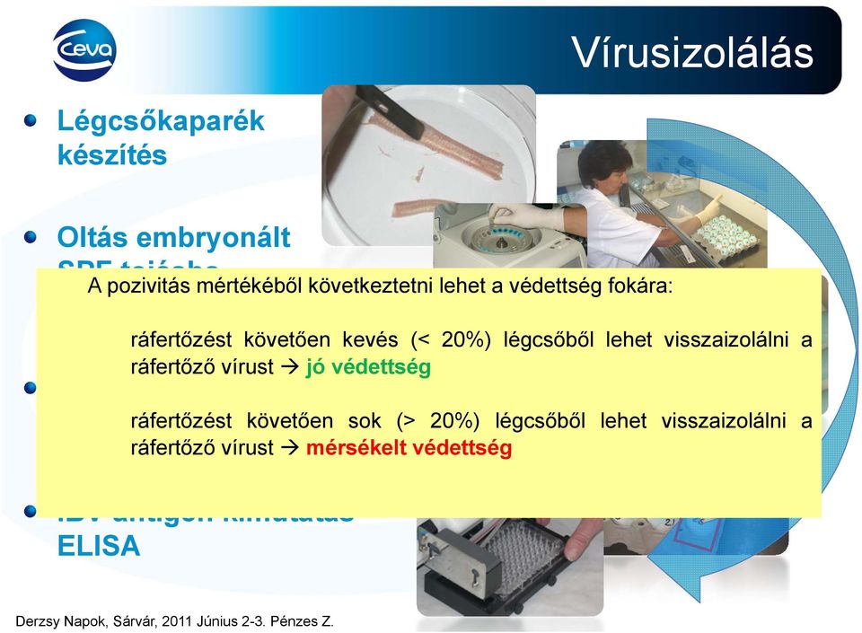 lehet visszaizolálni a ráfertőző vírust jó védettség Allantois gyűjtés ráfertőzést követően sok (>