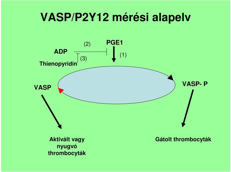 VASP VASP- P Aktivált vagy