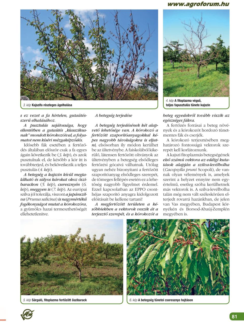 Idősebb fák esetében a fertőződés általában először csak a fa egyes ágain következik be (3. kép), és azok pusztulnak el, de később a kór itt is továbbterjed, és bekövetkezik a teljes pusztulás (4.