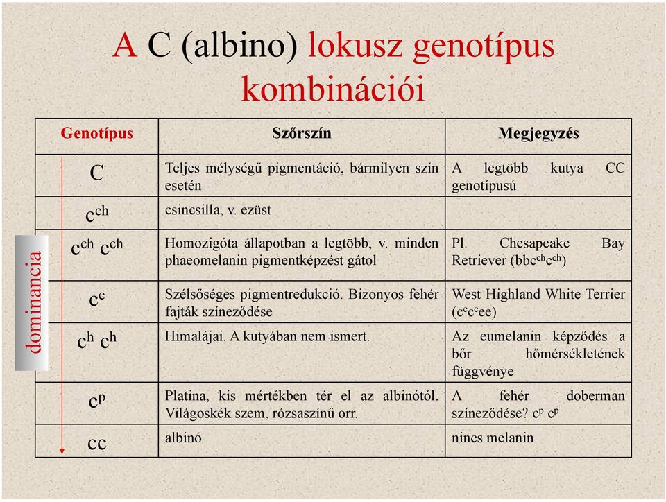 Bizonyos fehér fajták színeződése A legtöbb kutya CC genotípusú Pl.