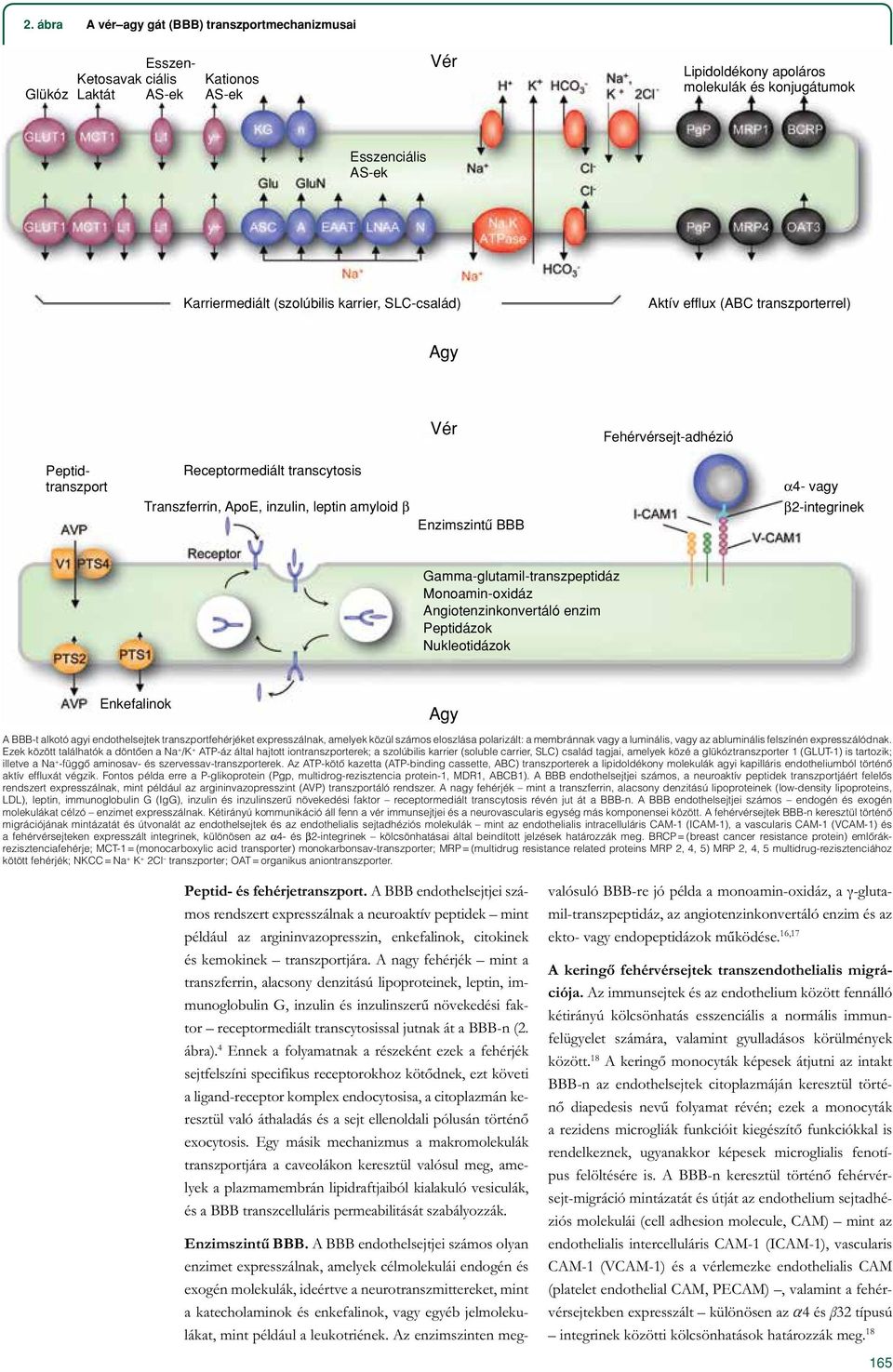 Enzimszintû BBB α4- vagy β2-integrinek Gamma-glutamil-transzpeptidáz Monoamin-oxidáz Angiotenzinkonvertáló enzim Peptidázok Nukleotidázok Enkefalinok Agy A BBB-t alkotó agyi endothelsejtek