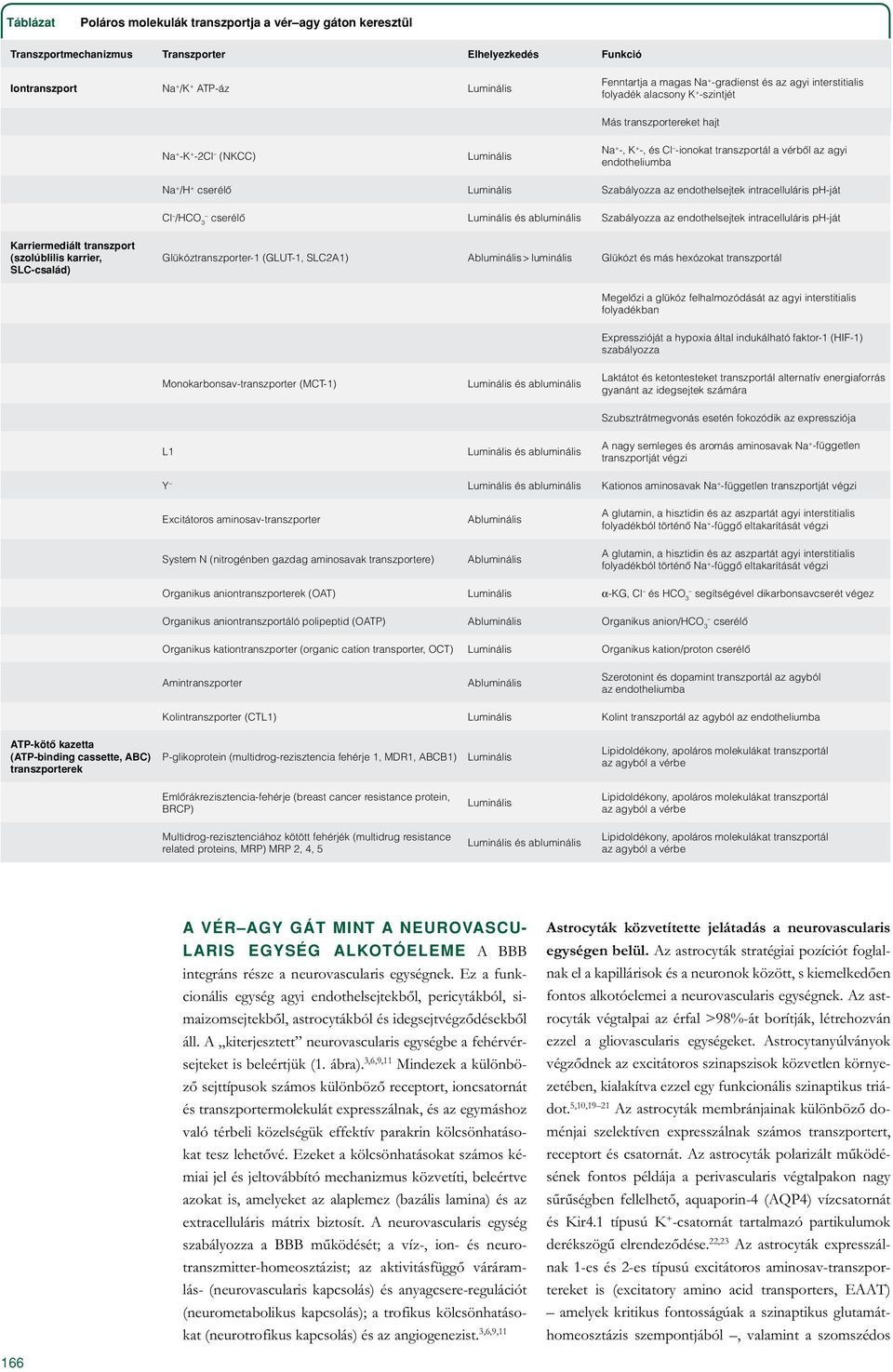 cserélô Luminális Szabályozza az endothelsejtek intracelluláris ph-ját Cl /HCO 3 cserélô Luminális és abluminális Szabályozza az endothelsejtek intracelluláris ph-ját Karriermediált transzport