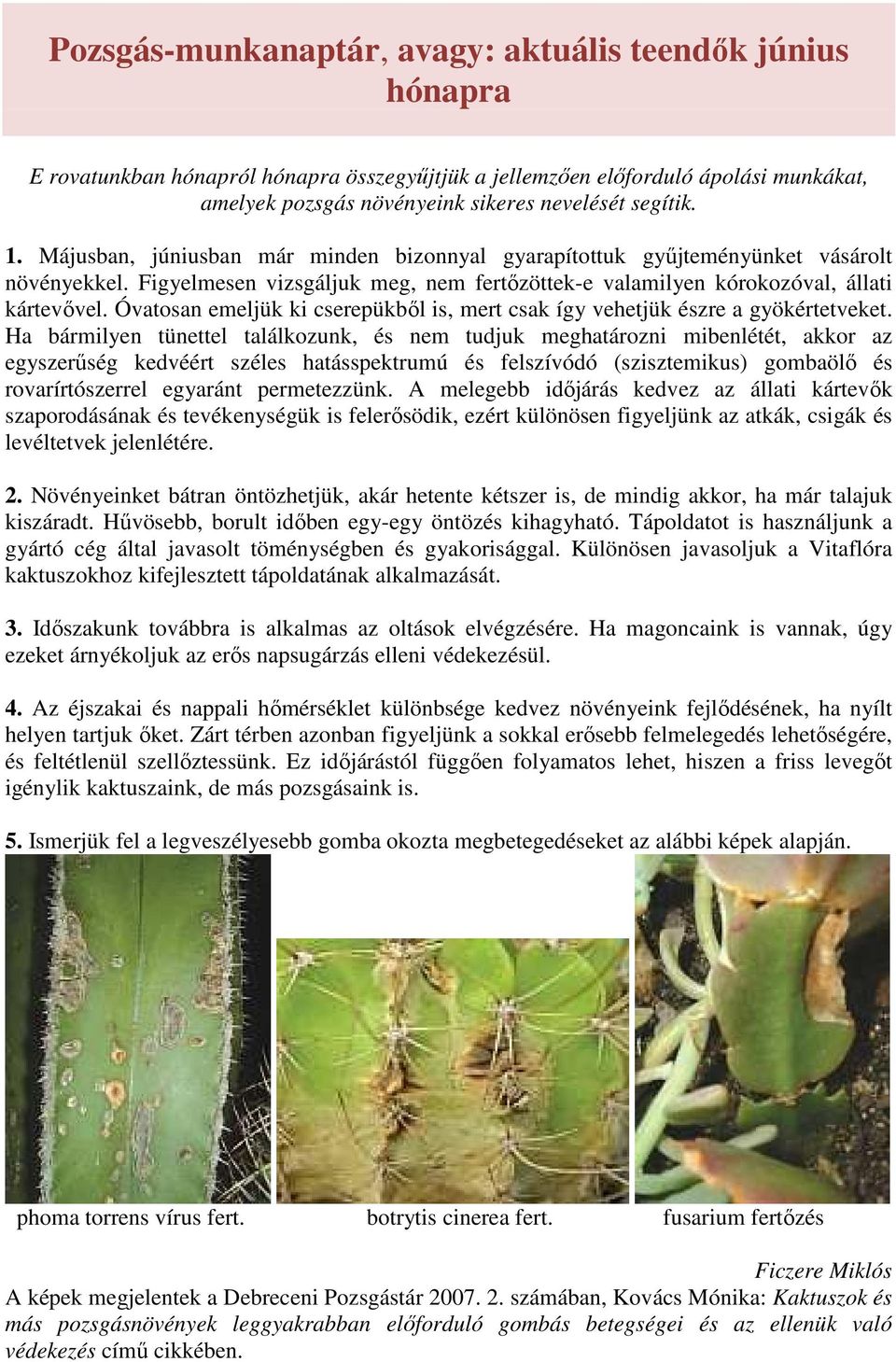 Óvatosan emeljük ki cserepükből is, mert csak így vehetjük észre a gyökértetveket.