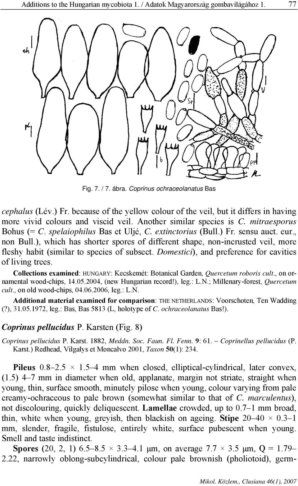 extinctorius (Bull.) Fr. sensu auct. eur., non Bull.), which has shorter spores of different shape, non-incrusted veil, more fleshy habit (similar to species of subsect.