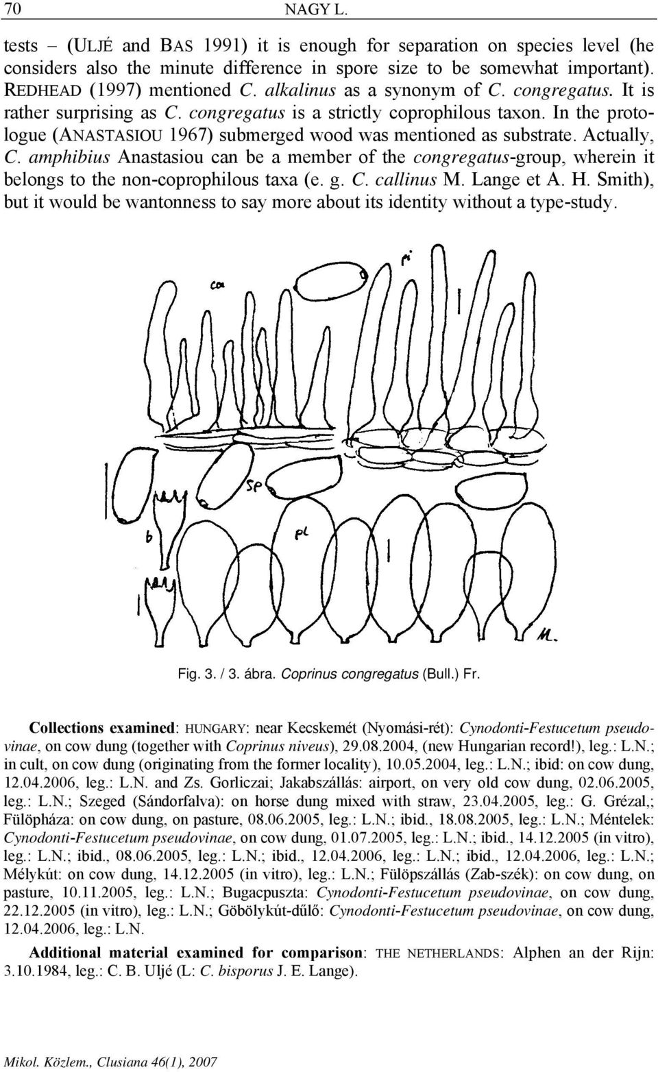 Actually, C. amphibius Anastasiou can be a member of the congregatus-group, wherein it belongs to the non-coprophilous taxa (e. g. C. callinus M. Lange et A. H.