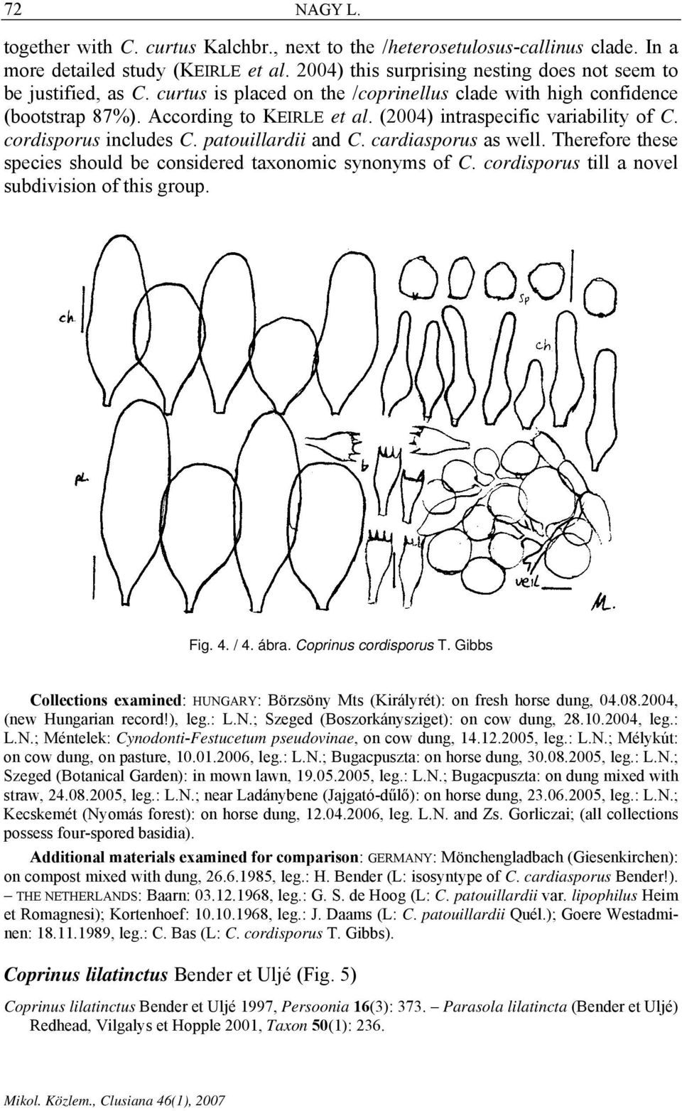 cardiasporus as well. Therefore these species should be considered taxonomic synonyms of C. cordisporus till a novel subdivision of this group. Fig. 4. / 4. ábra. Coprinus cordisporus T.