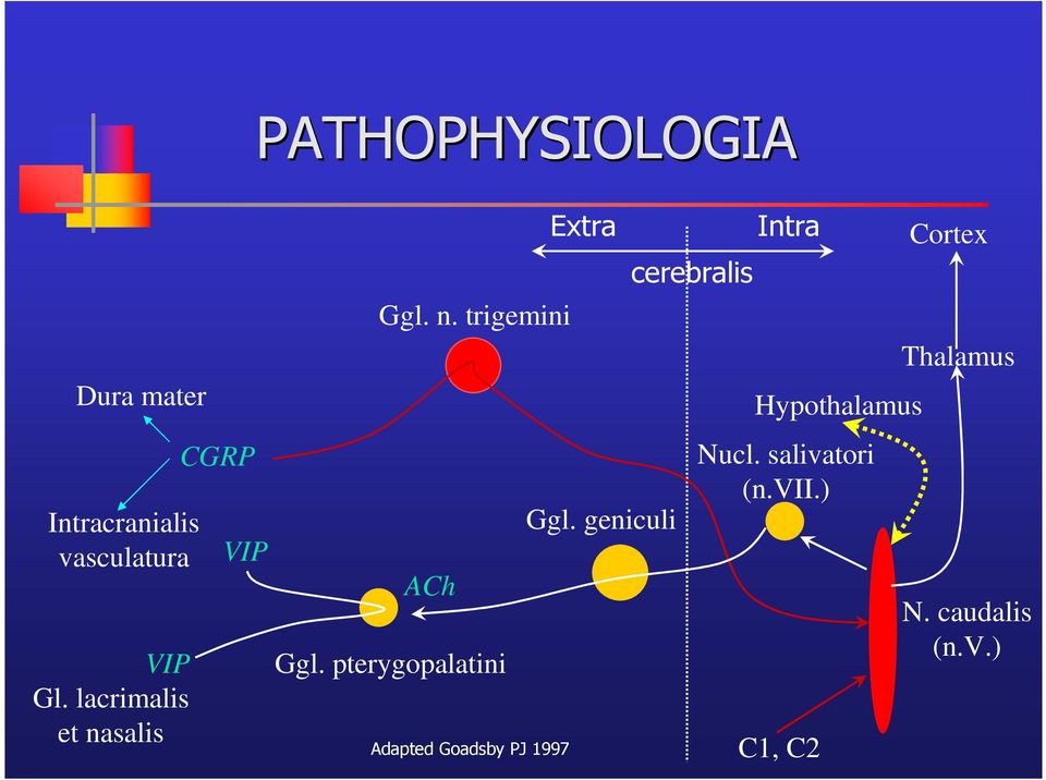 pterygopalatini Adapted Goadsby PJ 1997 Extra Ggl.