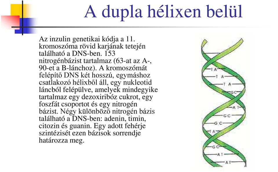 A kromoszómát felépítő DNS két hosszú, egymáshoz csatlakozó hélixből áll, egy nukleotid láncból felépülve, amelyek mindegyike