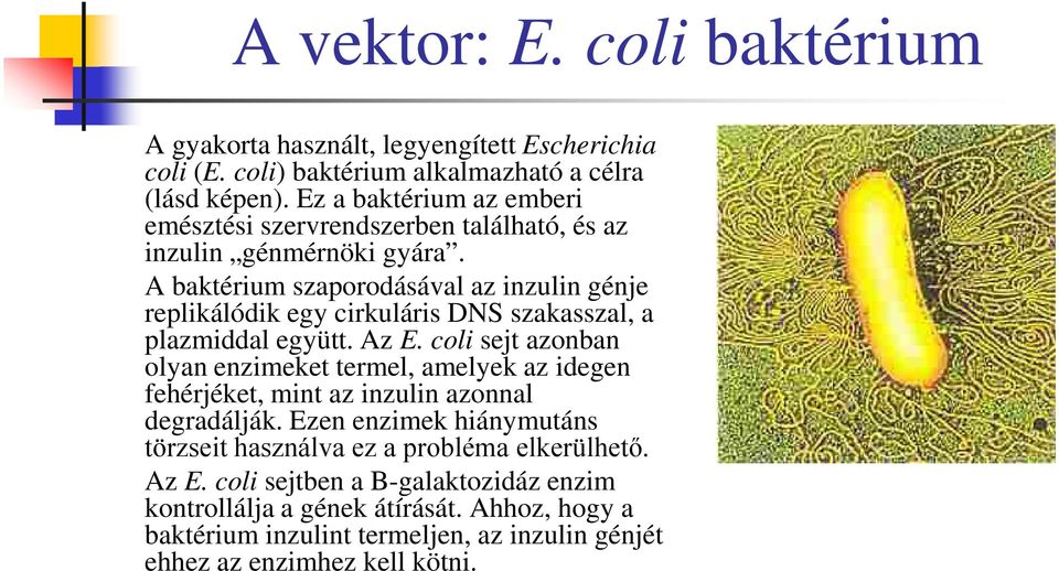 A baktérium szaporodásával az inzulin génje replikálódik egy cirkuláris DNS szakasszal, a plazmiddal együtt. Az E.