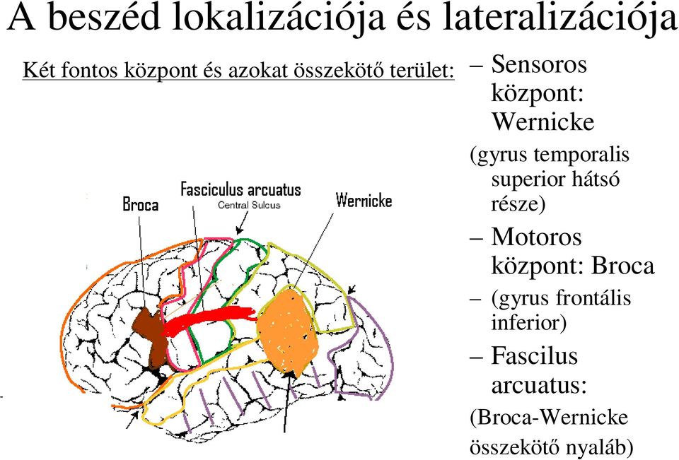 temporalis superior hátsó része) Motoros központ: Broca (gyrus