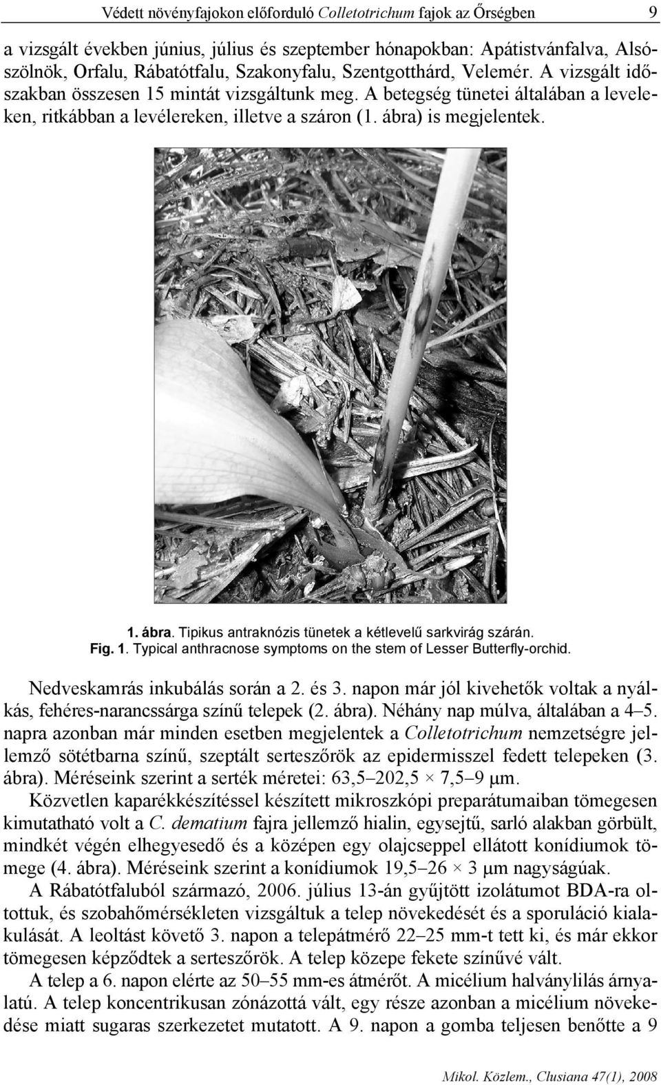 is megjelentek. 1. ábra. Tipikus antraknózis tünetek a kétlevelű sarkvirág szárán. Fig. 1. Typical anthracnose symptoms on the stem of Lesser Butterfly-orchid. Nedveskamrás inkubálás során a 2. és 3.