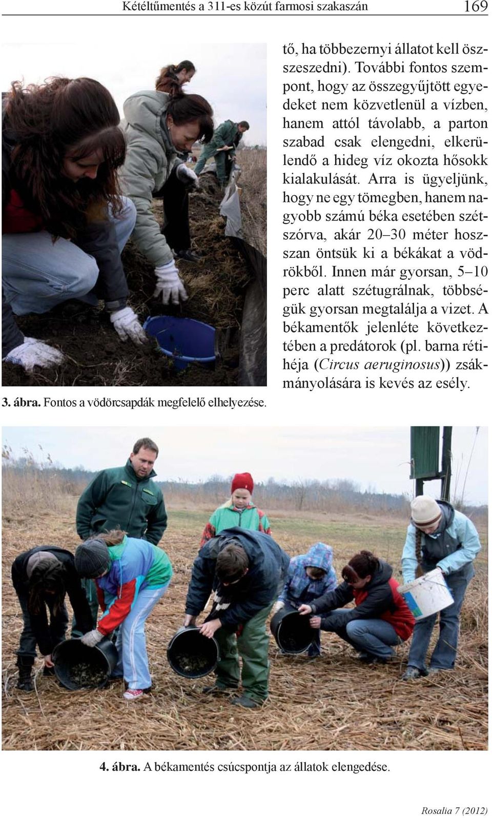 Arra is ügyeljünk, hogy ne egy tömegben, hanem nagyobb számú béka esetében szétszórva, akár 20 30 méter hoszszan öntsük ki a békákat a vödrökből.
