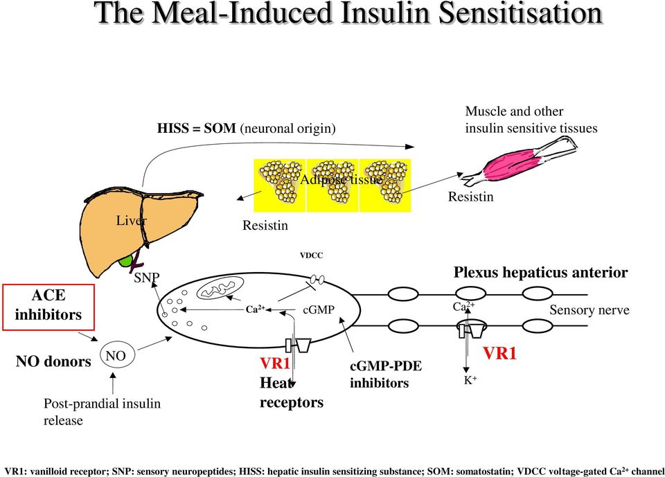 nerve NO donors NO Post-prandial insulin release VR1 Heat receptors cgmp-pde inhibitors K + VR1 VR1: vanilloid