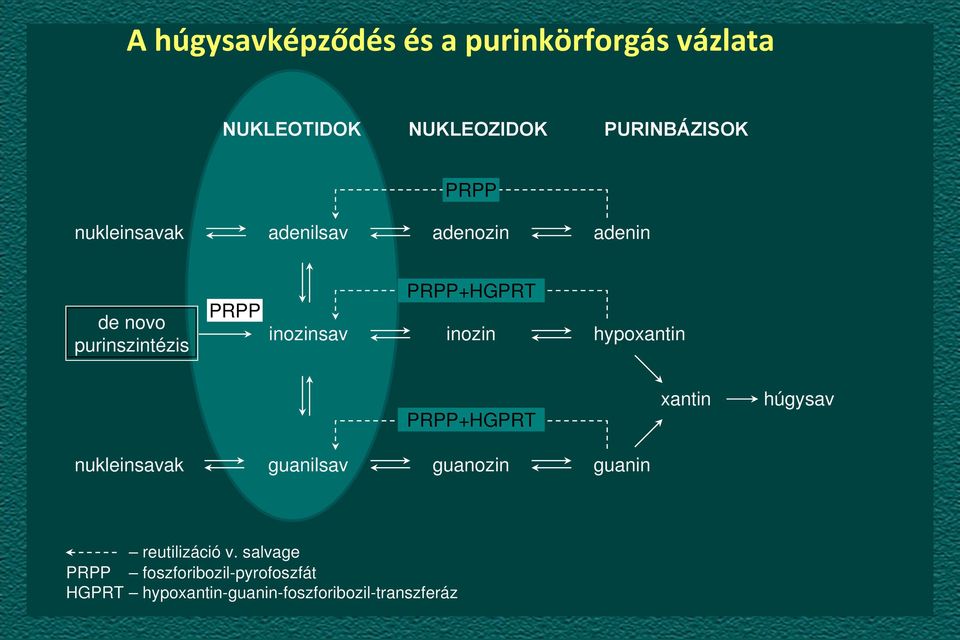 inozin hypoxantin PRPP+HGPRT nukleinsavak guanilsav guanozin guanin xantin húgysav