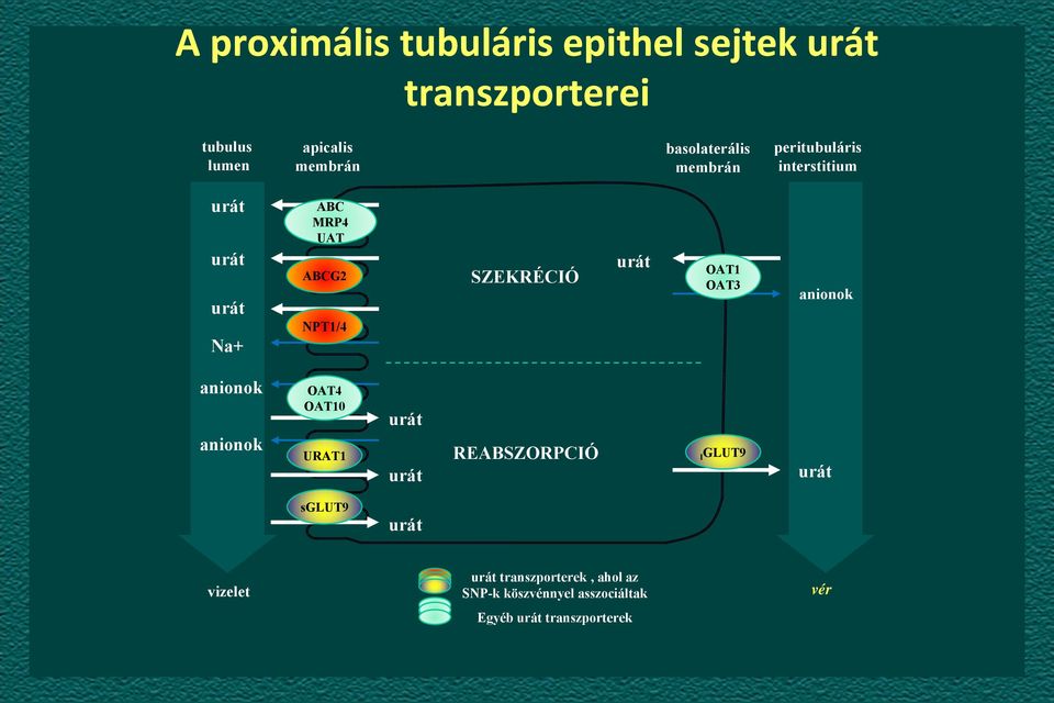 SZEKRÉCIÓ urát OAT1 OAT3 anionok anionok anionok OAT4 OAT10 URAT1 urát urát REABSZORPCIÓ lglut9