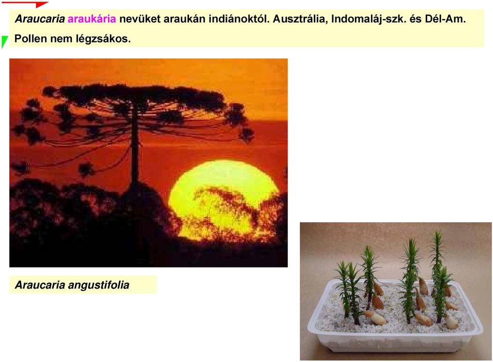 Ausztrália, Indomaláj-szk.