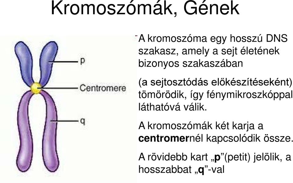 tömörödik, így fénymikroszkóppal láthatóvá válik.