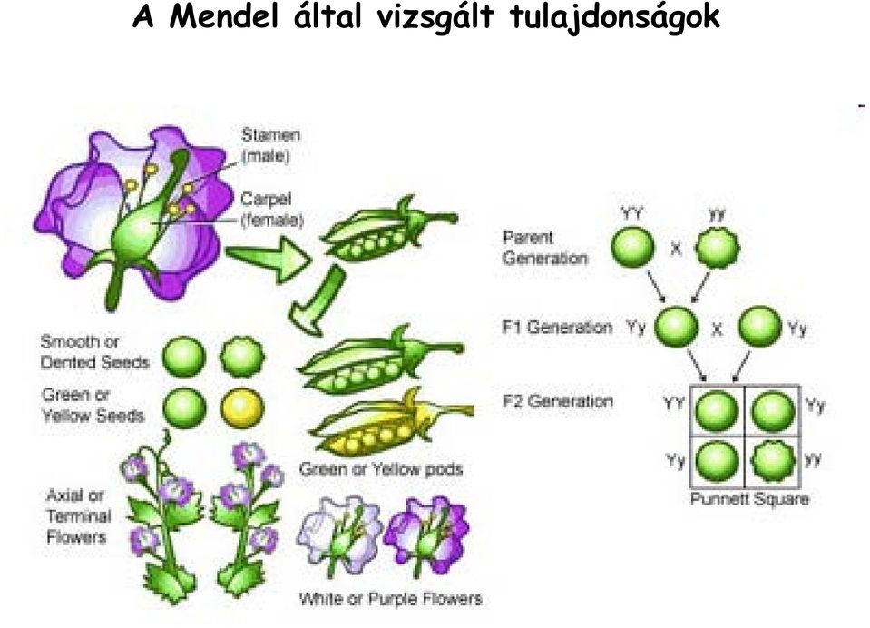 vizsgált