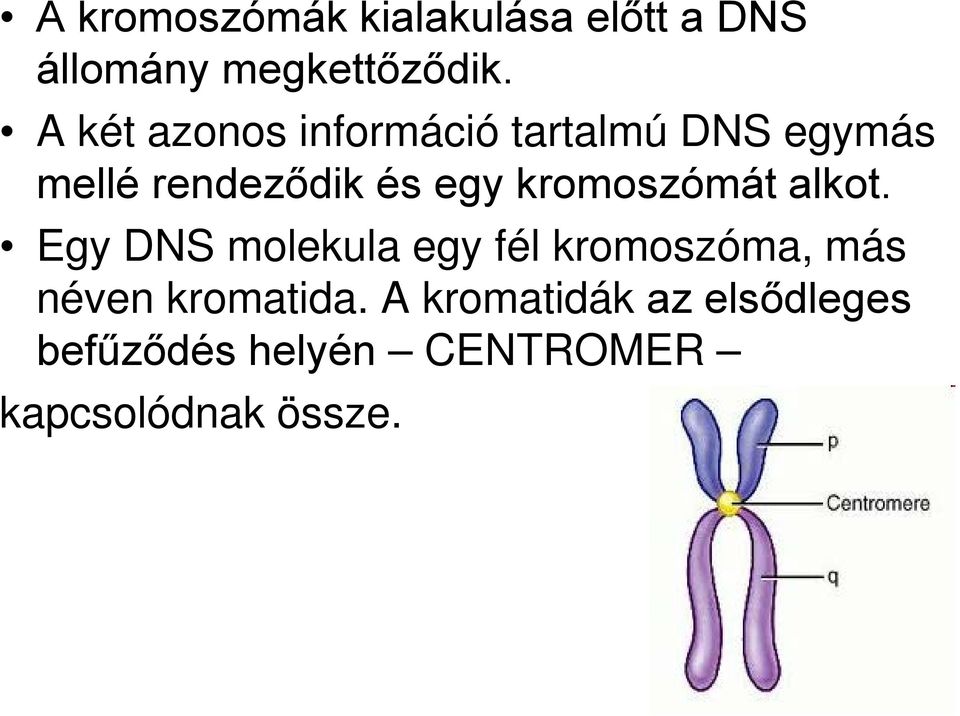 kromoszómát alkot.