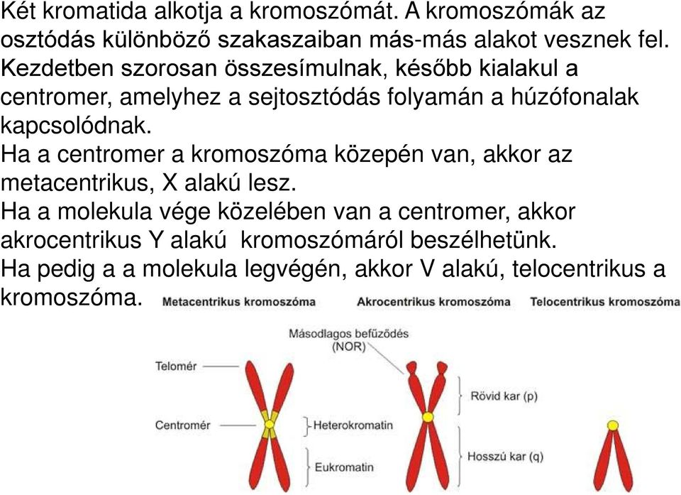 Ha a centromer a kromoszóma közepén van, akkor az metacentrikus, X alakú lesz.