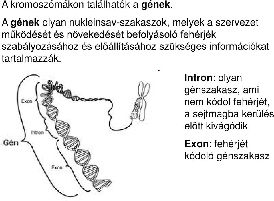 befolyásoló fehérjék szabályozásához és előállításához szükséges információkat