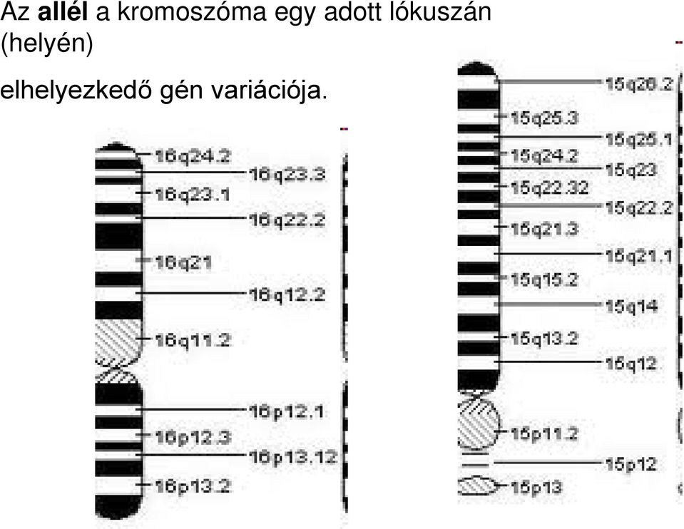 adott lókuszán