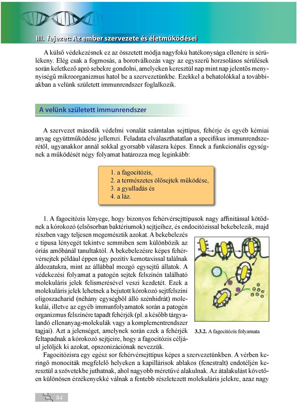 szervezetünkbe. Ezekkel a behatolókkal a továbbiakban a velünk született immunrendszer foglalkozik.