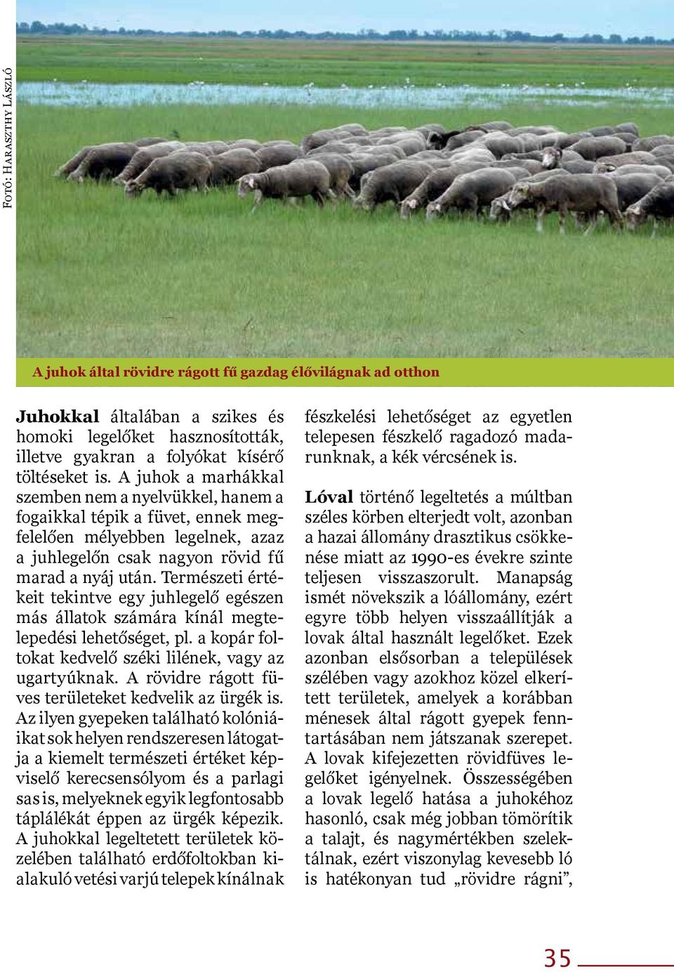 Természeti értékeit tekintve egy juhlegelő egészen más állatok számára kínál megtelepedési lehetőséget, pl. a kopár foltokat kedvelő széki lilének, vagy az ugartyúknak.