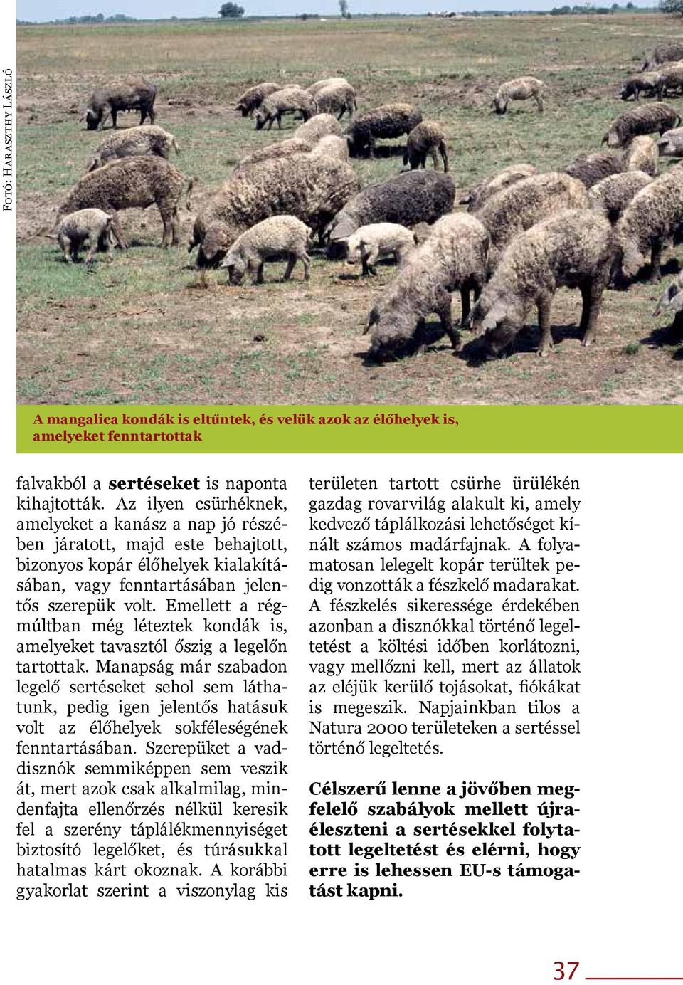 Emellett a régmúltban még léteztek kondák is, amelyeket tavasztól őszig a legelőn tartottak.