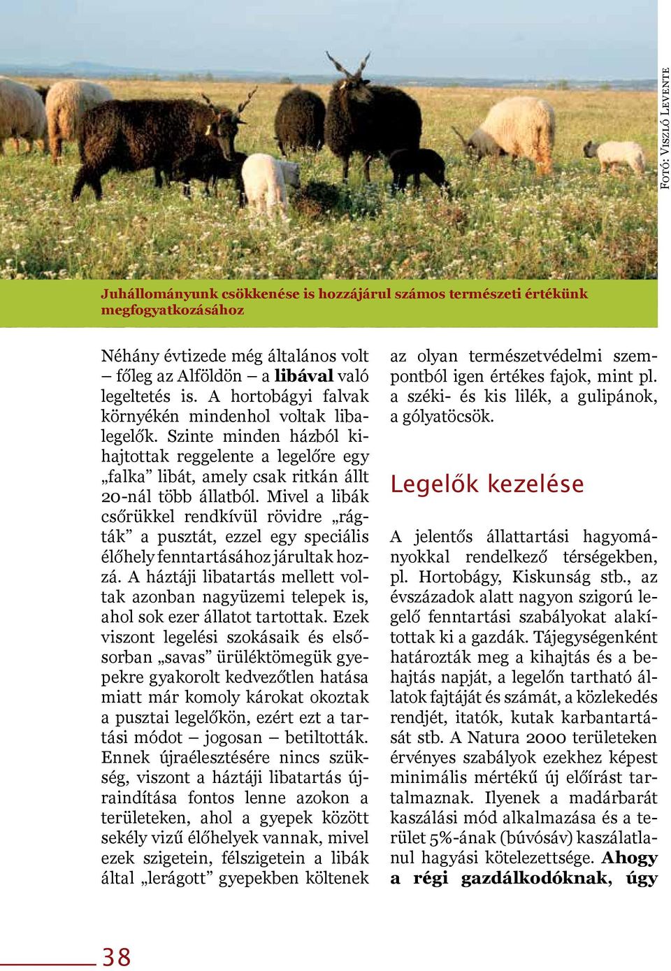 Mivel a libák csőrükkel rendkívül rövidre rágták a pusztát, ezzel egy speciális élőhely fenntartásához járultak hozzá.