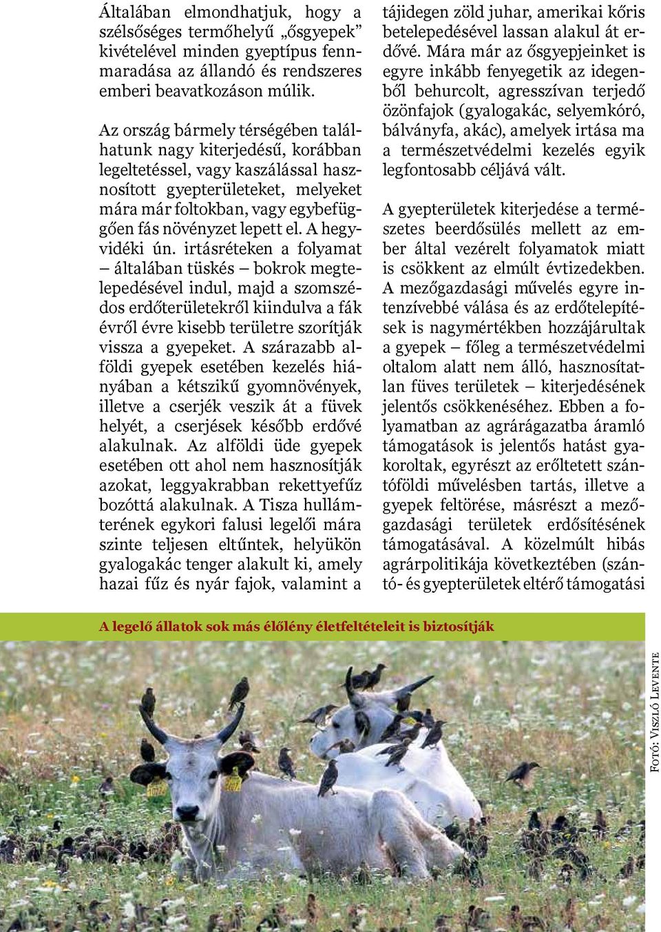el. A hegyvidéki ún. irtásréteken a folyamat általában tüskés bokrok megtelepedésével indul, majd a szomszédos erdőterületekről kiindulva a fák évről évre kisebb területre szorítják vissza a gyepeket.