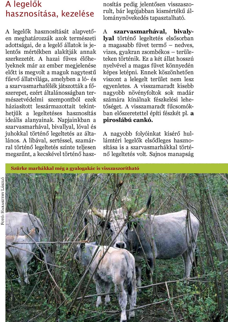 természetvédelmi szempontból ezek háziasított leszármazottait tekinthetjük a legeltetéses hasznosítás ideális alanyainak.