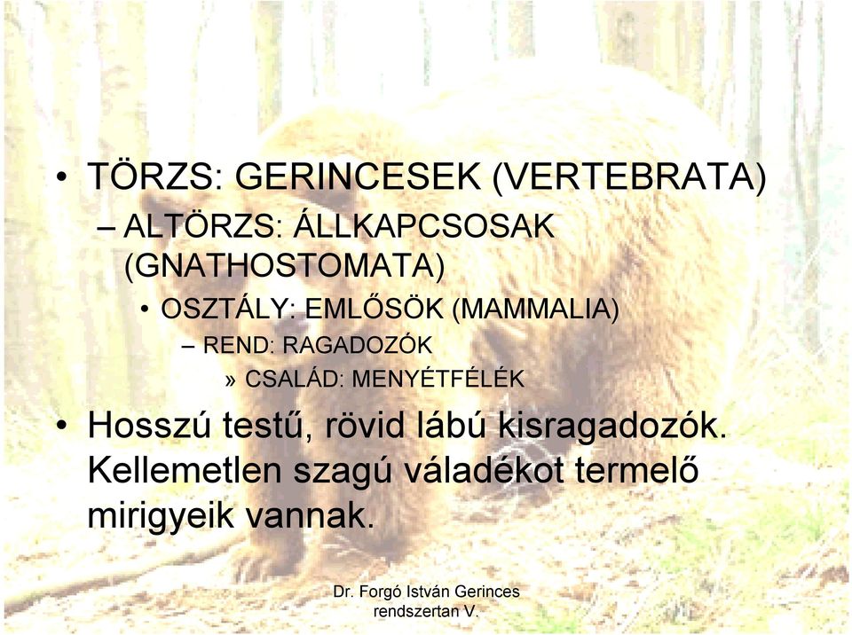 RAGADOZÓK» CSALÁD: MENYÉTFÉLÉK Hosszú testű, rövid lábú