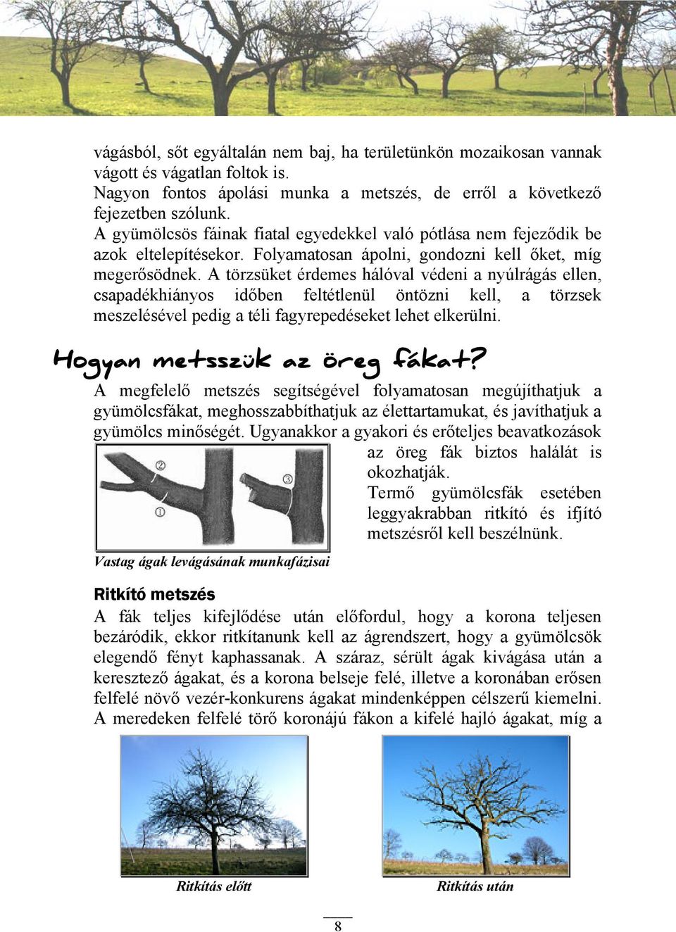 A törzsüket érdemes hálóval védeni a nyúlrágás ellen, csapadékhiányos időben feltétlenül öntözni kell, a törzsek meszelésével pedig a téli fagyrepedéseket lehet elkerülni.